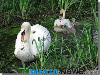 album10_IMG_1257.JPG